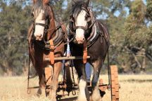Heavy Horses