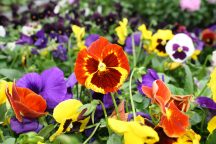 Horticulture
