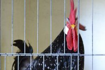 Poultry